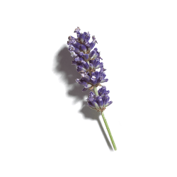 Caudalie Italia Vinopure Gel Detergente 150 Ml