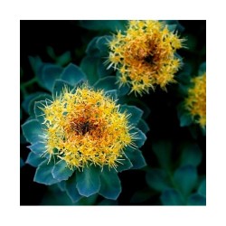 Adamah Eie Rhodiola 60 Ml...