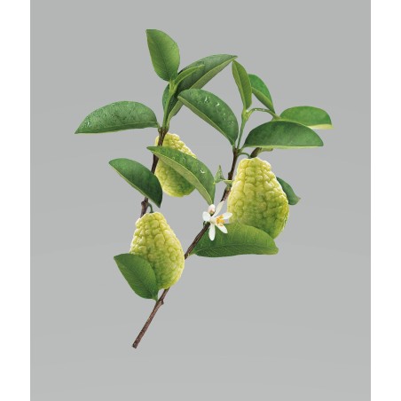 Klorane Shampoo Cedro 200 Ml