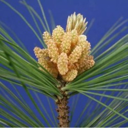 Schwabe Pharma Pine Bach Orig 20 Ml