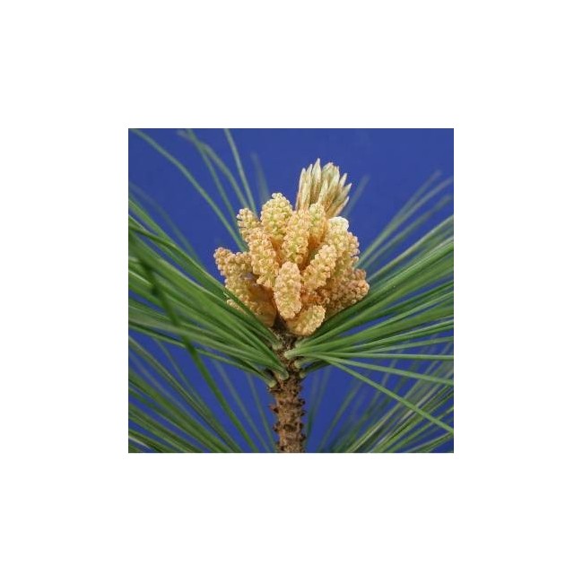 Schwabe Pharma Pine Bach Orig 20 Ml