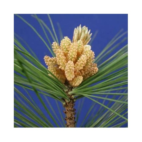 Schwabe Pharma Pine Bach Orig 20 Ml