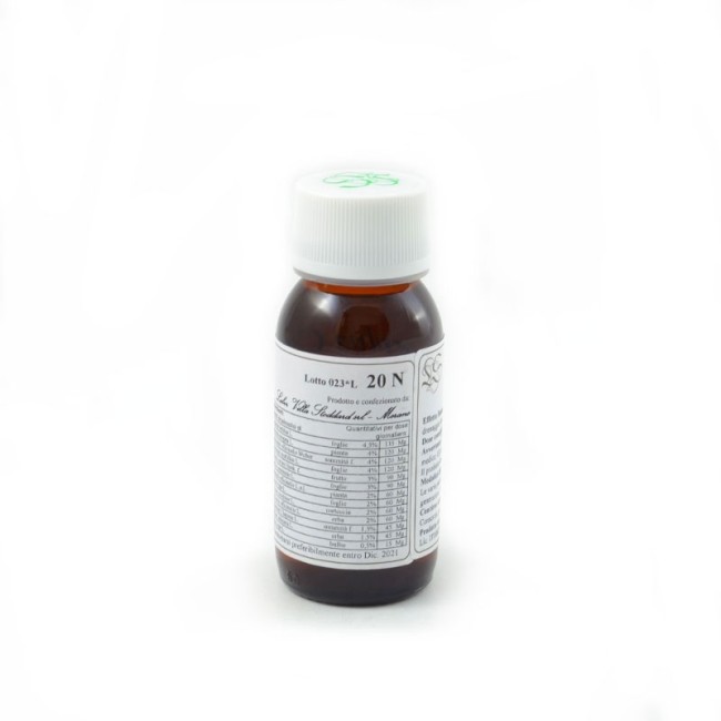 Labor Villa Stoddard Lvs 20n Carpinus Betulus Compositum