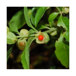 Adamah Eie Withania Gocce...